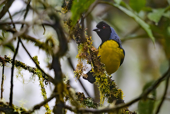 Hooded Mountain Tanager