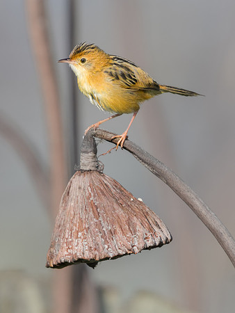 Golden-headed Cisticola