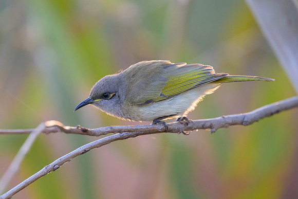 Brown Honeyeater