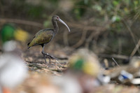 White-faced Ibis