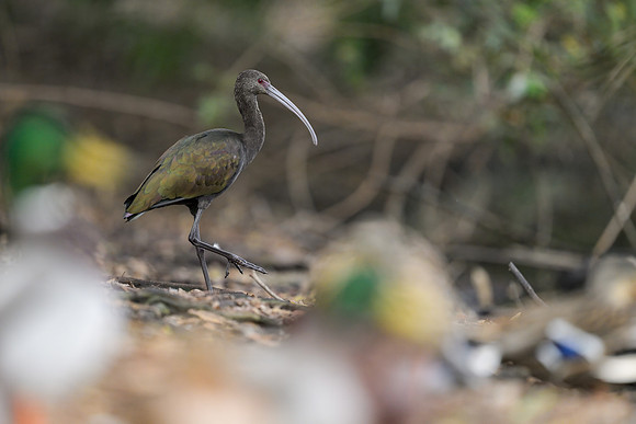 White-faced Ibis