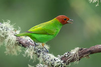 Bay-headed Tanager