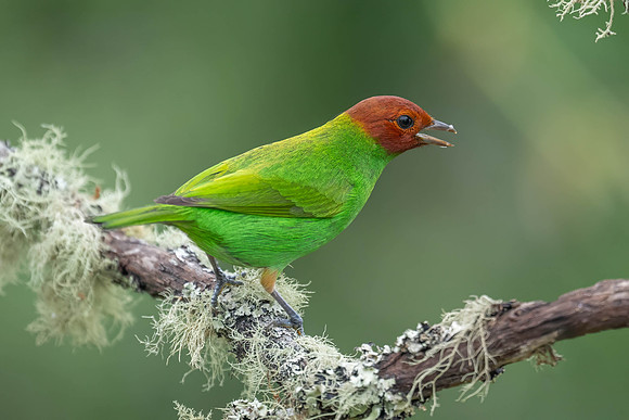 Bay-headed Tanager