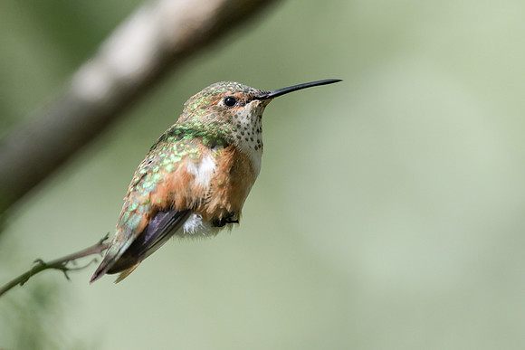 Allen's Hummingbird