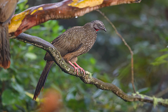 Band-tailed Guan