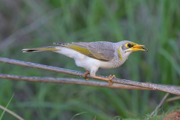 Yellow-throated Miner