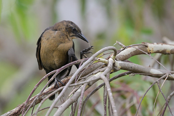 Great-tailed Grackle