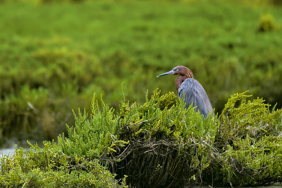 Reddish Egret