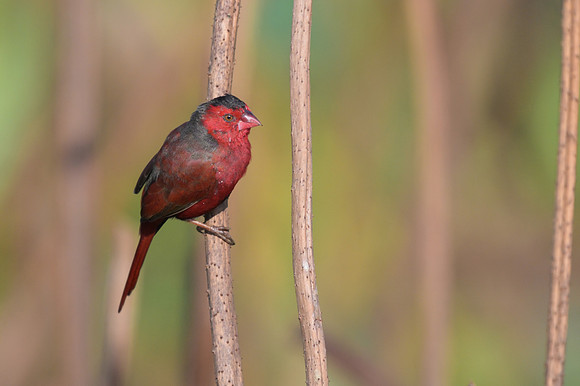 Crimson Finch