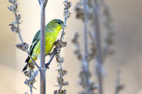 Lesser Goldfinch