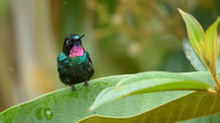 Tourmaline Sunangel