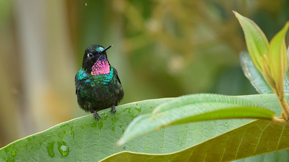 Tourmaline Sunangel