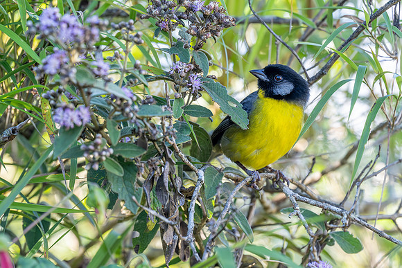 Santa Marta Brushfinch