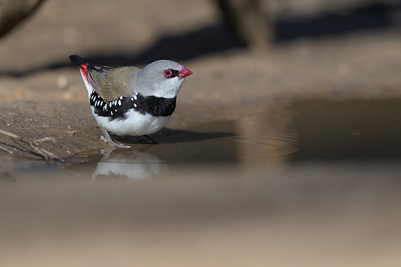 Diamond Firetail
