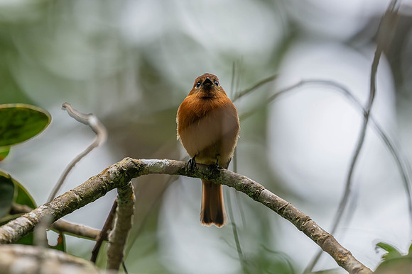 Cinnamon Flycatcher