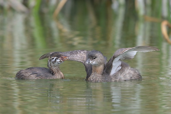 Pied-billed Grebe