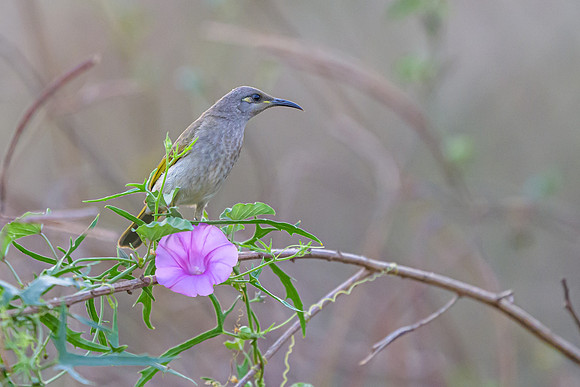 Brown Honeyeater