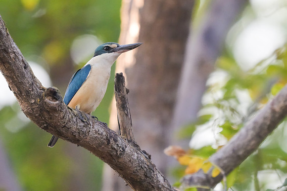 Sacred Kingfisher