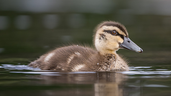 Pacific Black Duck