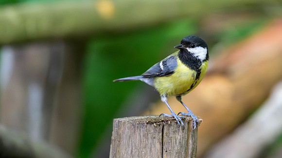 Great TIt