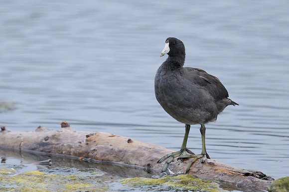 American Coot