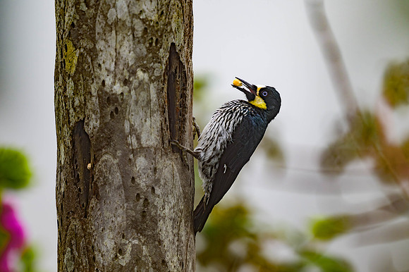 Acorn Woodpecker