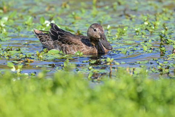 Cinnamon Teal