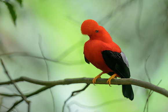 Andean Cock-of-the-Rock