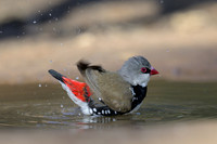 Diamond Firetail