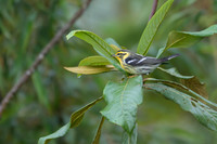 Blackburnian Warbler