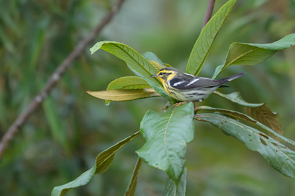 Blackburnian Warbler