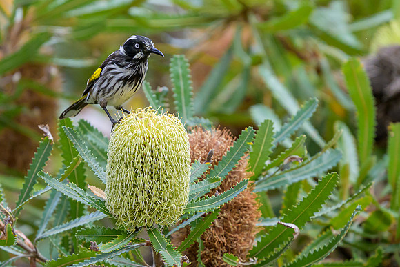 New Holland Honeyeater