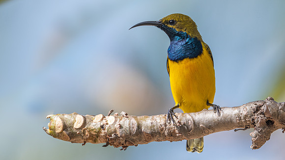 Olive-backed Sunbird
