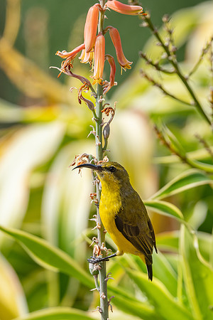 Olive-backed Sunbird