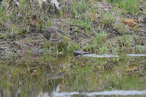Green Heron