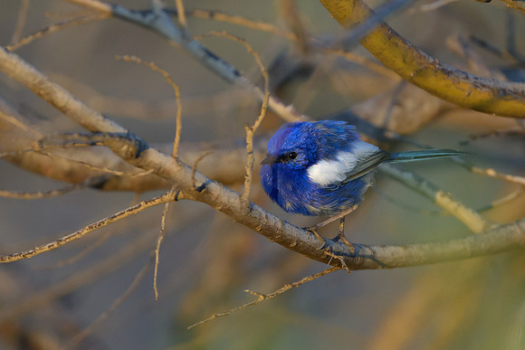 White-winged Fairywren
