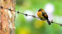 Cinnamon Flycatcher