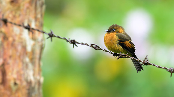Cinnamon Flycatcher