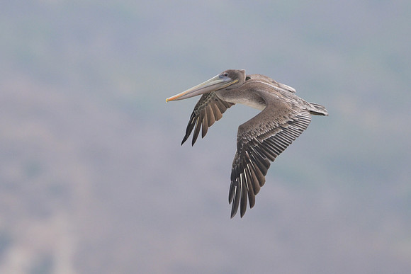 Brown Pelican