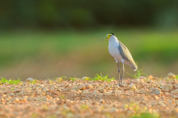 Masked Lapwing