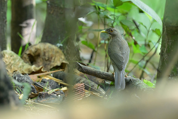 Clay-colored Thrush