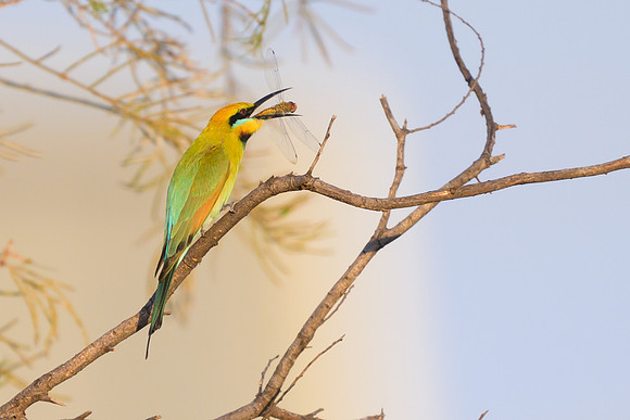 Rainbow Bee-eater