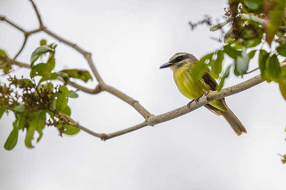 Golden-bellied Flycatcher
