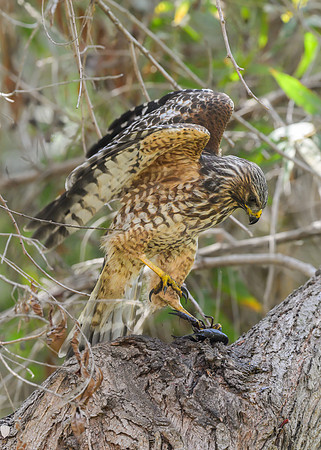 Red-shouldered Hawk