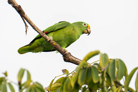 Yellow-crowned Amazon