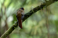 Masked Trogon