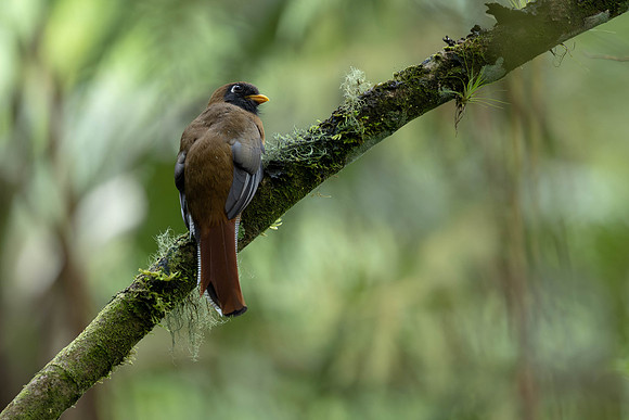 Masked Trogon