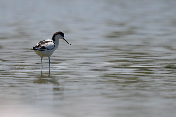 Pied Avocet