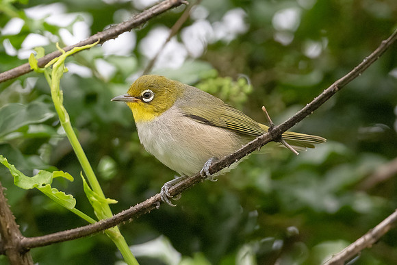 Silvereye