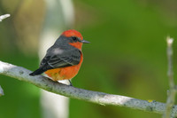 Vermillion Flycatcher